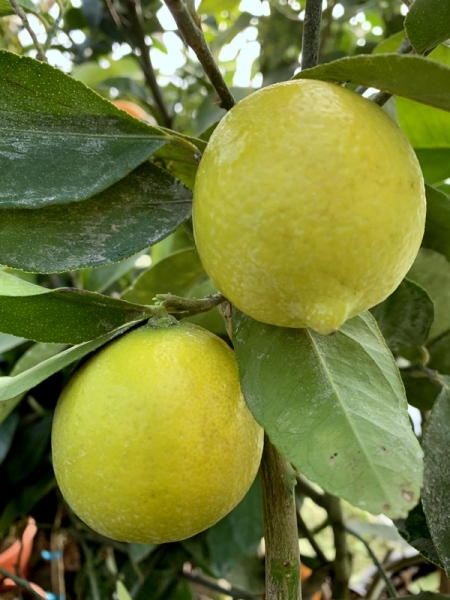 Tahiti-Limette - Persische Limette - Citrus latifoliia - Cocktaillimette -160cm extra